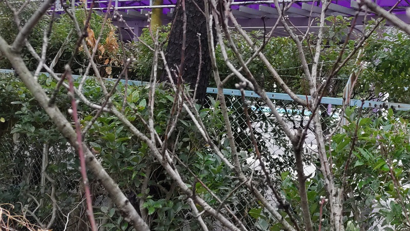 ハナモモの芽 東京都大田区平和島公園