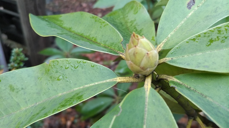 シャクナゲの芽 東京都大田区平和島公園
