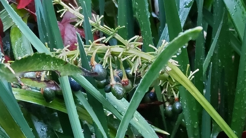 ノシランの果実 東京都大田区平和島公園