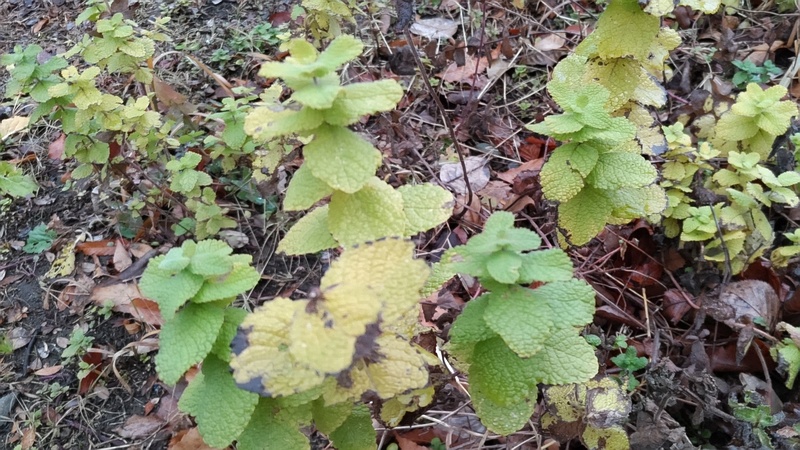 マルバハッカ 東京都大田区平和島公園