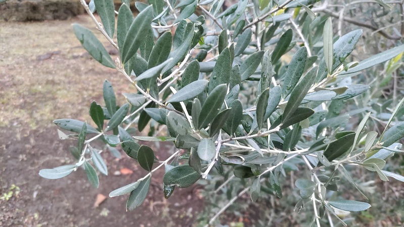 オリーブ 東京都大田区平和島公園