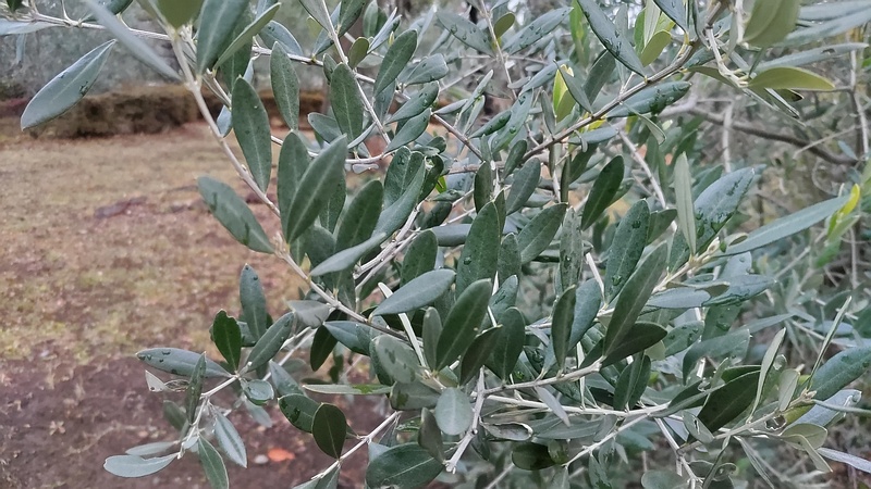オリーブ 東京都大田区平和島公園