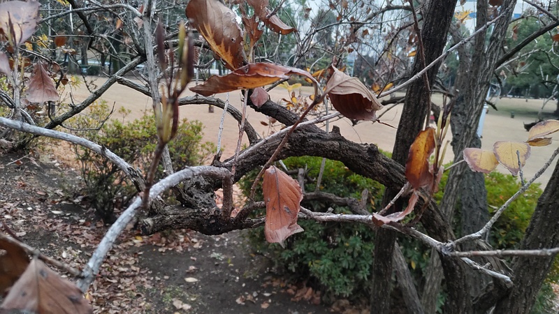 ハコネウツギの果実 東京都大田区平和島公園
