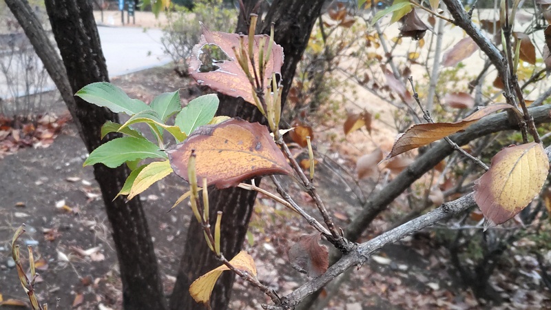 ハコネウツギの果実 東京都大田区平和島公園