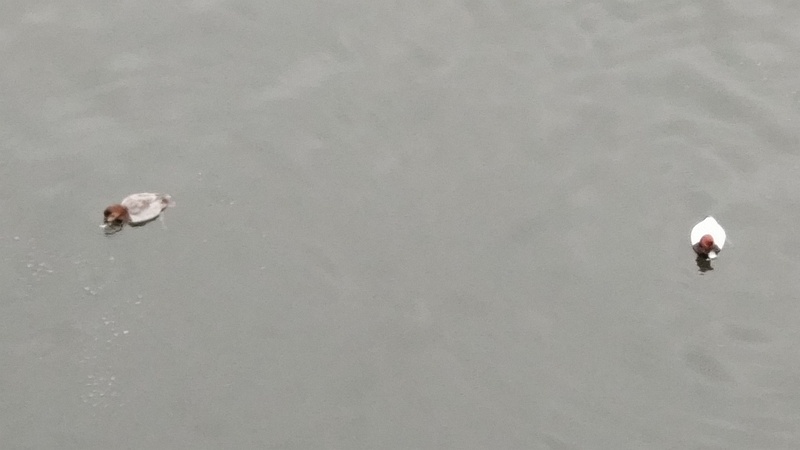 ホシハジロ 東京都大田区大和大橋