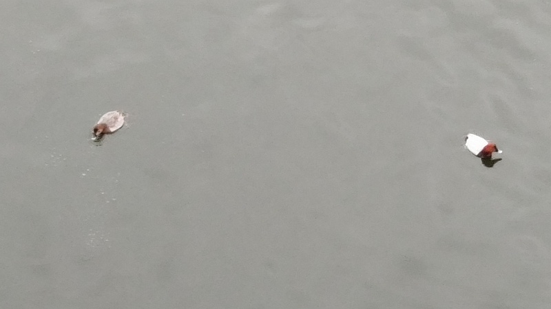 ホシハジロ 東京都大田区大和大橋