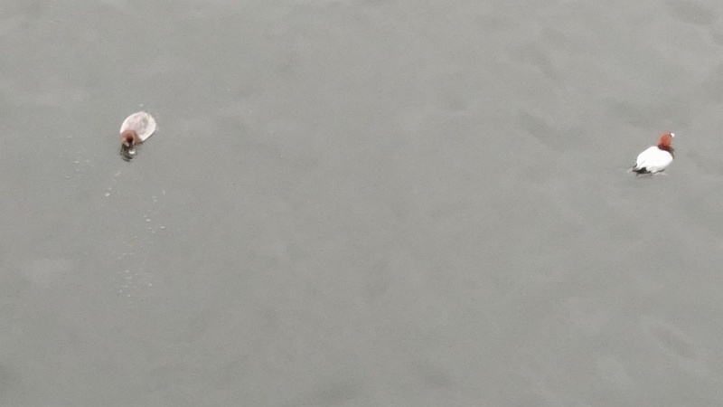 ホシハジロ 東京都大田区大和大橋