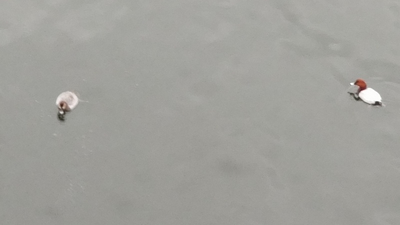 ホシハジロ 東京都大田区大和大橋