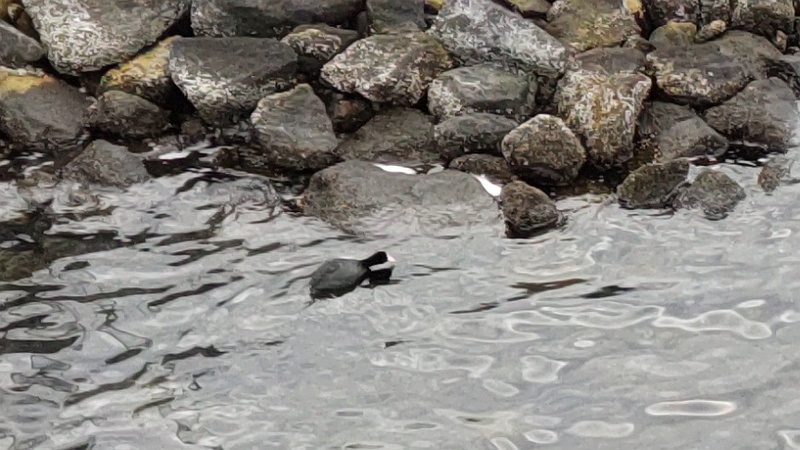 オオバン 東京都大田区大和大橋