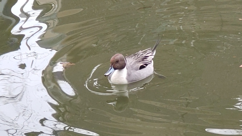 オナガガモ 東京都大田区平和の森公園