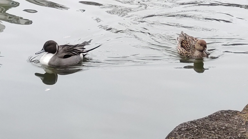 オナガガモ 東京都大田区平和の森公園