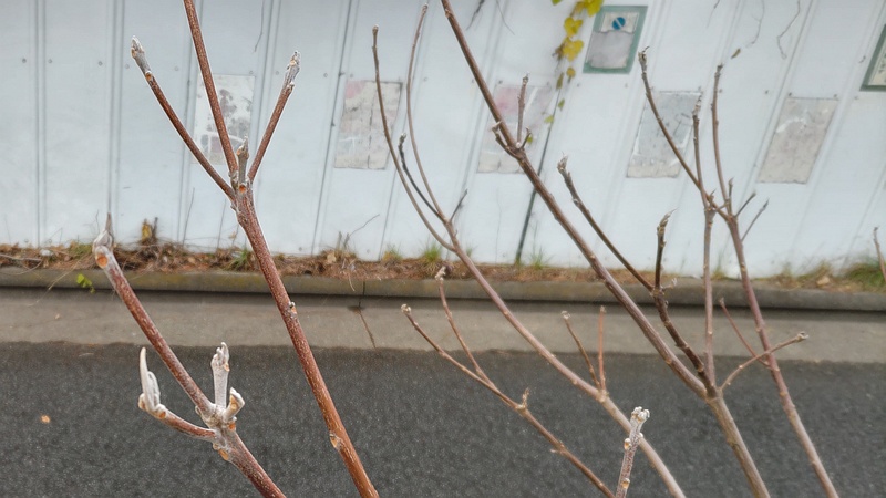 アカメガシワの芽 東京都大田区平和島公園