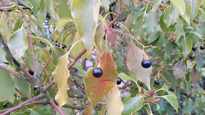 クスノキの果実と芽 東京都大田区平和島公園