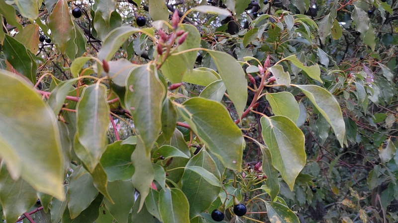 クスノキの果実と葉芽 東京都大田区平和島公園
