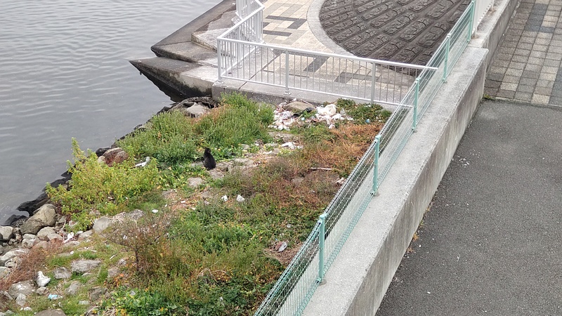 右岸のクロネコ 東京都大田区大和大橋