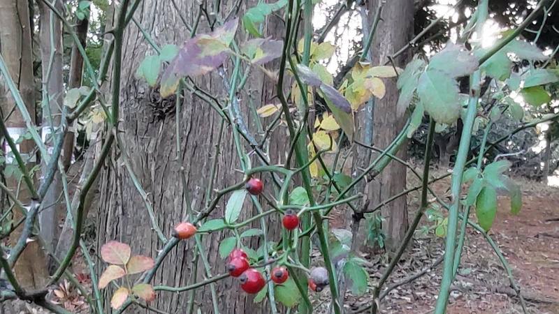 ノイバラの果実 東京都大田区平和の森公園