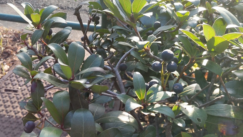 シャリンバイの果実 東京都大田区平和島公園