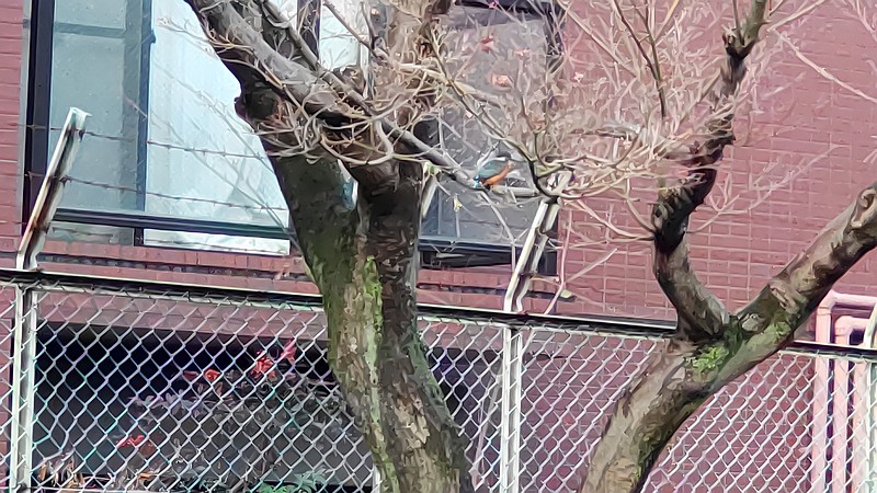 カワセミ 東京都大田区平和の森公園