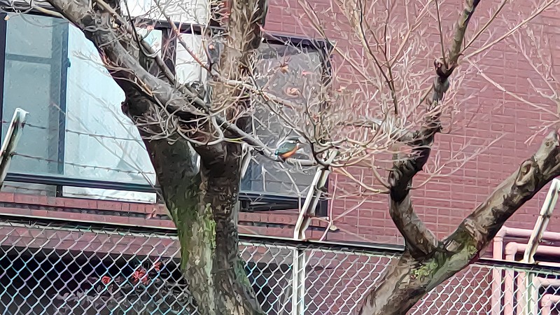カワセミ 東京都大田区平和の森公園