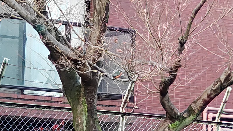 カワセミ 東京都大田区平和の森公園