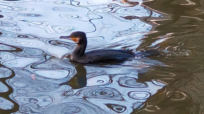 カワウ 東京都大田区平和の森公園