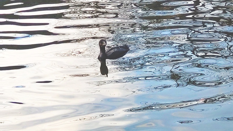 カワウ 東京都大田区平和の森公園