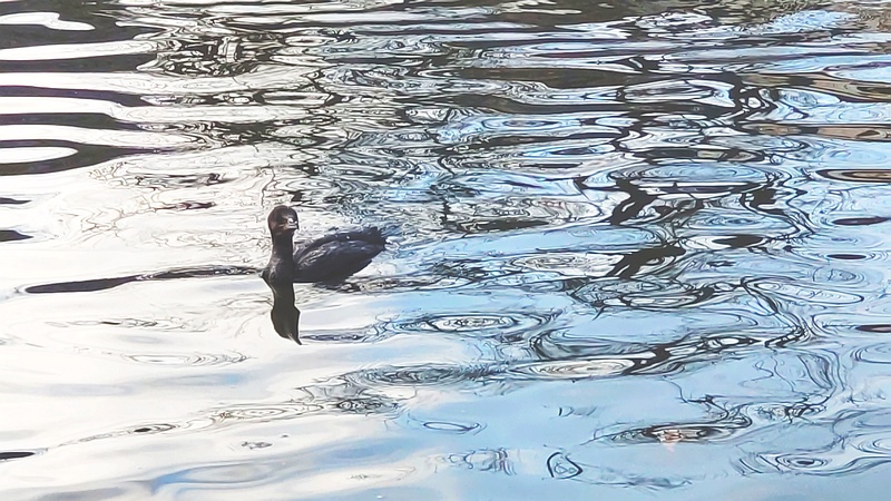 カワウ 東京都大田区平和の森公園