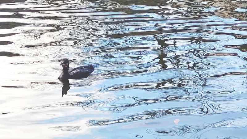カワウ 東京都大田区平和の森公園