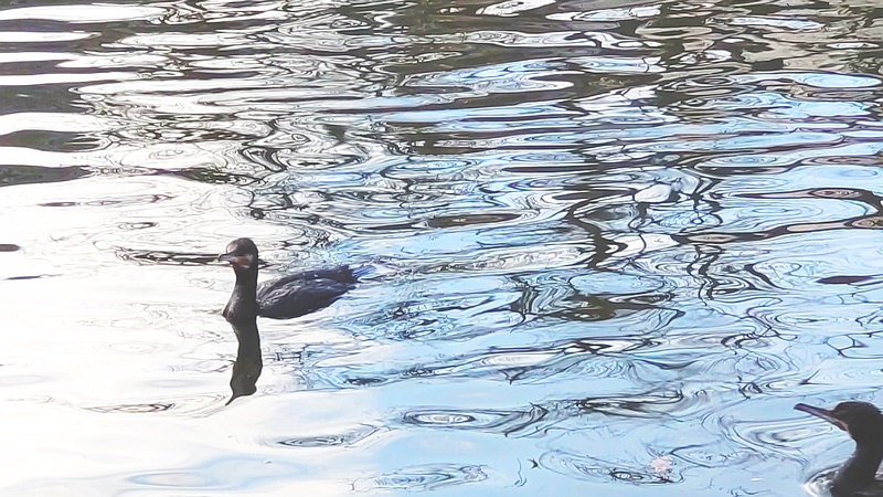カワウ 東京都大田区平和の森公園