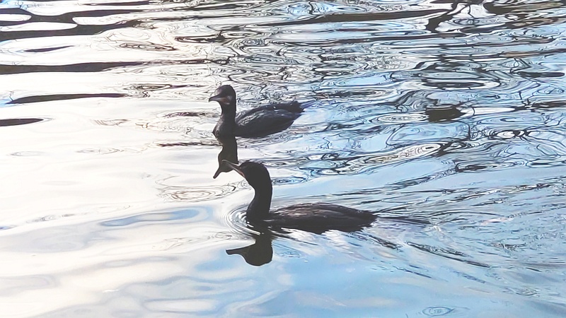 カワウ 東京都大田区平和の森公園