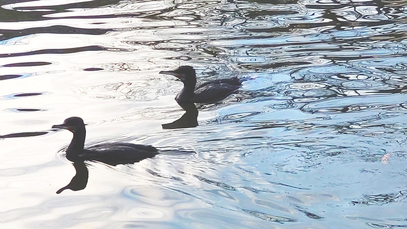 カワウ 東京都大田区平和の森公園