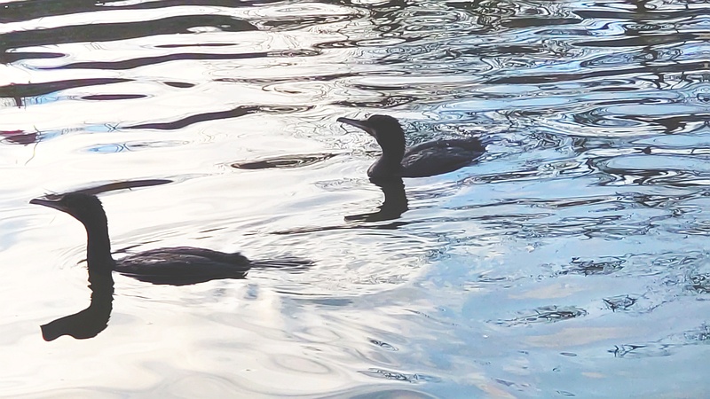 カワウ 東京都大田区平和の森公園