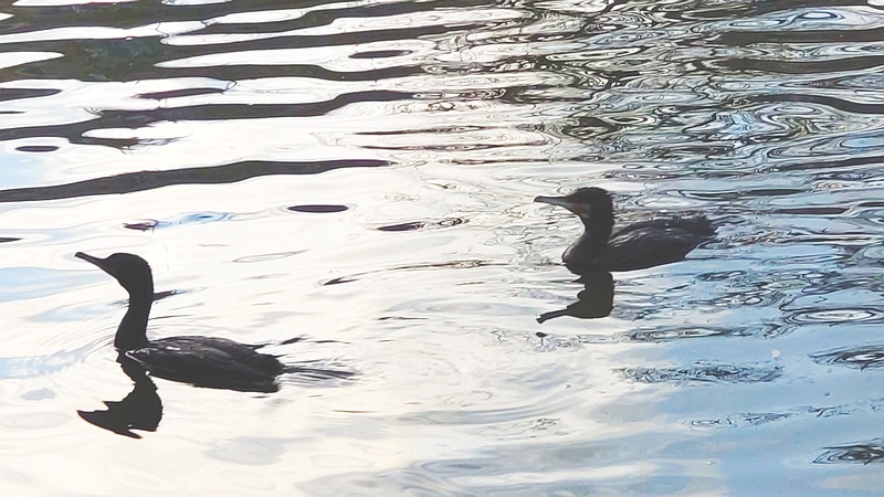 カワウ 東京都大田区平和の森公園