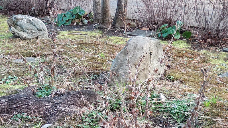 キキョウの果実 東京都大田区平和島公園