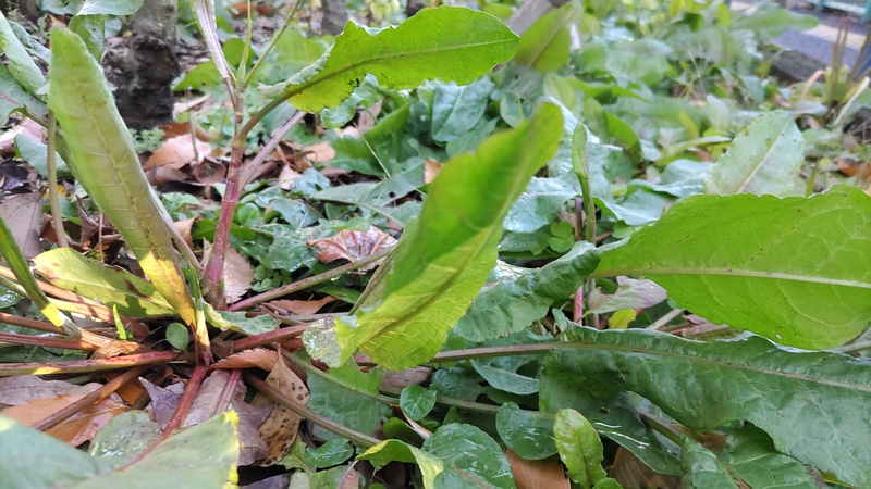 ナガバギシギシ 東京都大田区平和島公園