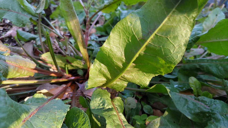 ナガバギシギシ 東京都大田区平和島公園