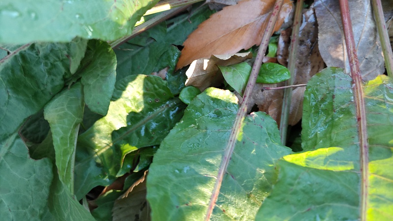 ナガバギシギシ 東京都大田区平和島公園