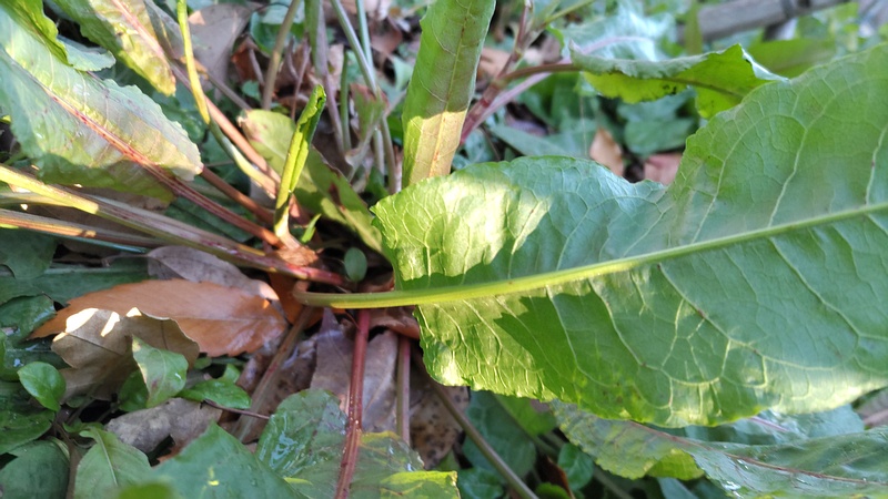 ナガバギシギシ 東京都大田区平和島公園