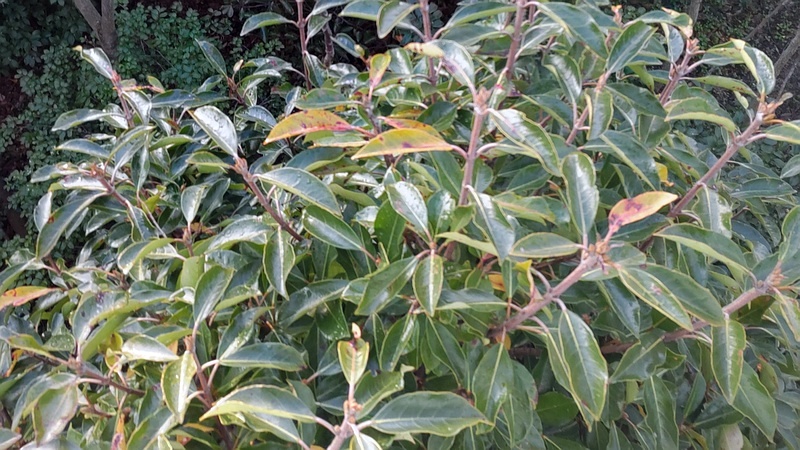 サンゴジュの冬芽 東京都大田区平和島公園