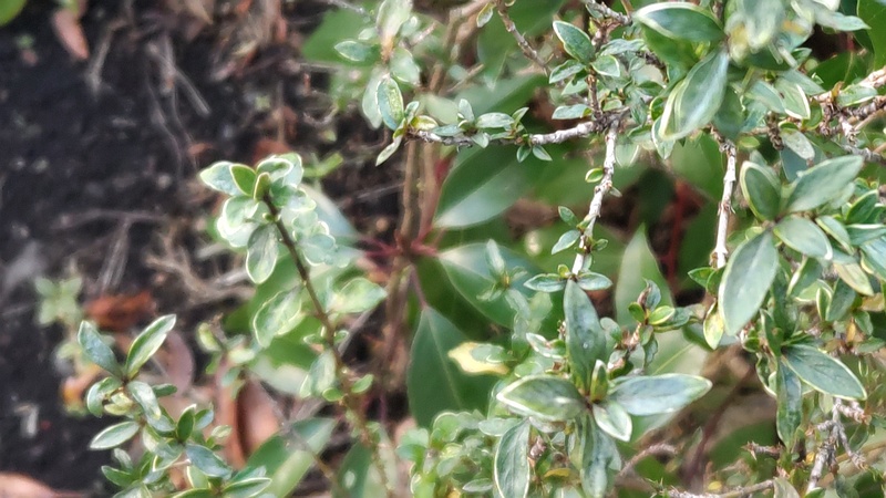 フイリハクチョウゲ 東京都大田区平和島