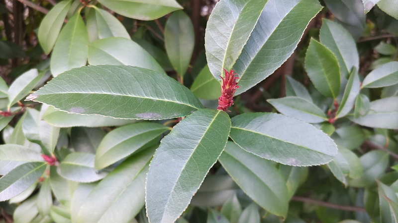 カナメモチの芽 横浜市旭区中希望が丘