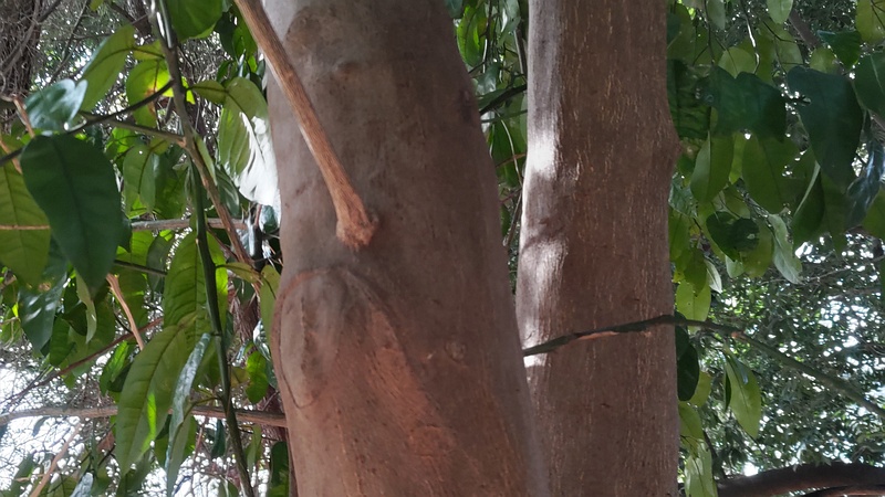 アカガシ 横浜市旭区希望が丘ふれあいの森公園