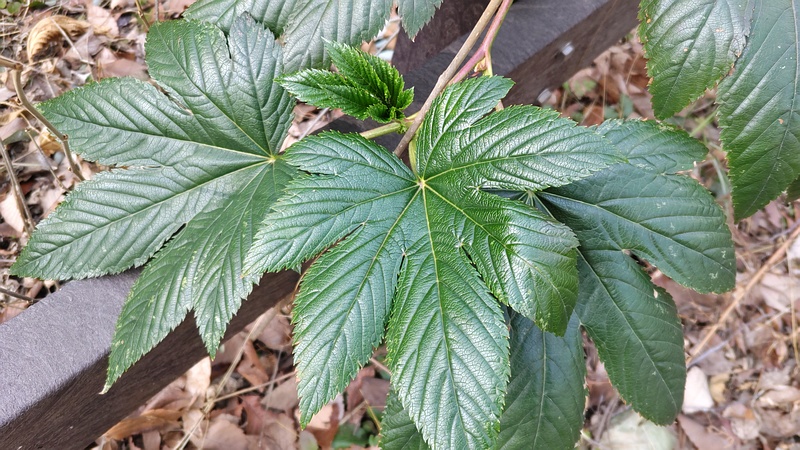カジイチゴの新芽 横浜市旭区希望が丘水の森公園