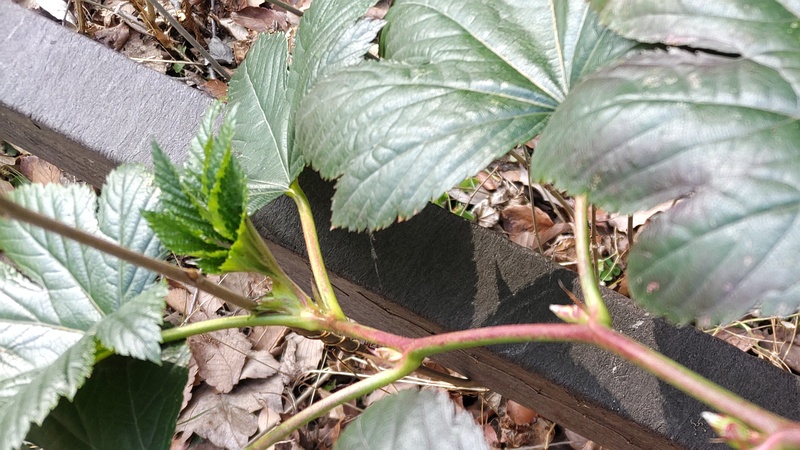 カジイチゴの新芽 横浜市旭区希望が丘水の森公園