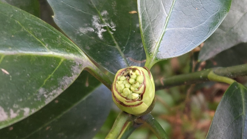 アオキの雄木の蕾 横浜市旭区希望が丘水の森公園