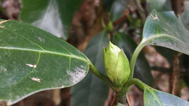 アオキの蕾 横浜市旭区希望が丘水の森公園
