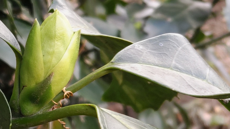 アオキの蕾 横浜市旭区希望が丘水の森公園