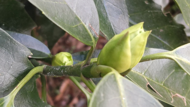 アオキの雄木の蕾 横浜市旭区希望が丘水の森公園