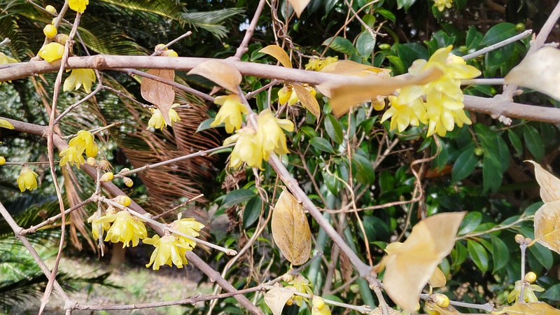 ロウバイの花 横浜市旭区中希望が丘