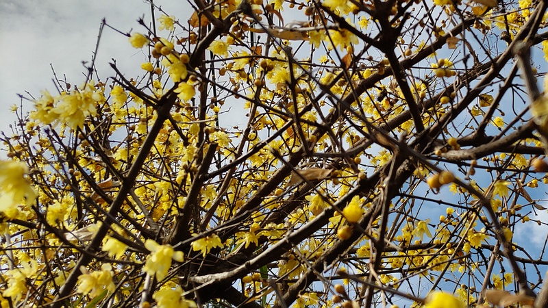 ロウバイの花 横浜市旭区中希望が丘